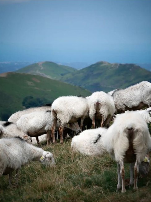 idées sorties week-end 17 septembre Pays Basque