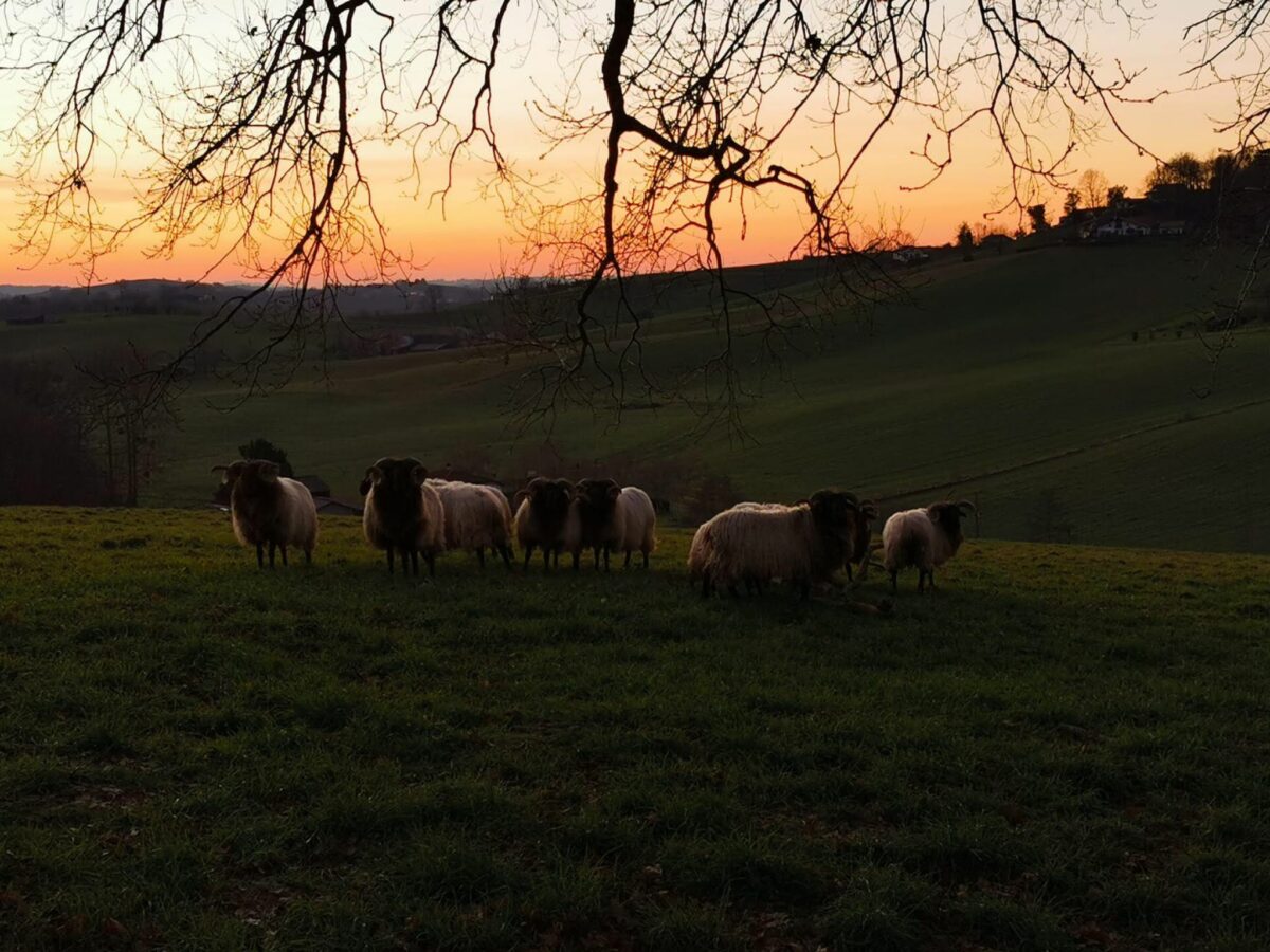 maison-gure-chokoa-gite-bardos-pays-basque-nature-beliers